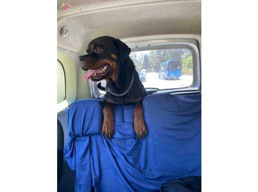3 yaşında erkek eğitimli rotweiler