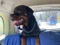 3 yaşında erkek eğitimli rotweiler