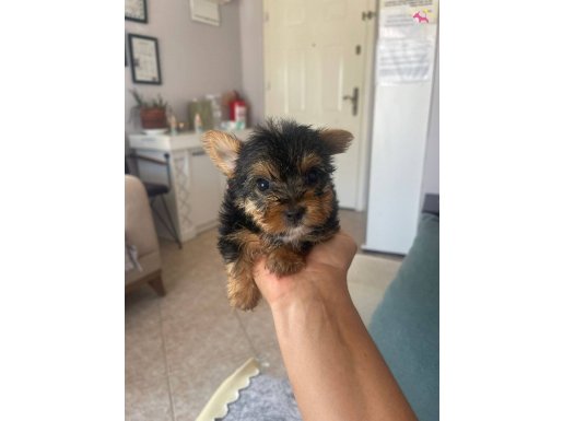 BÜYÜMEYEN TATLIŞLAR