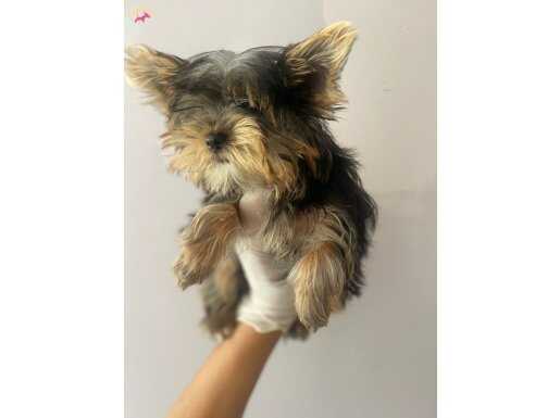 ÇANTANA AT ÖMÜR BOYU SENİNL HER YERE GELSİN 