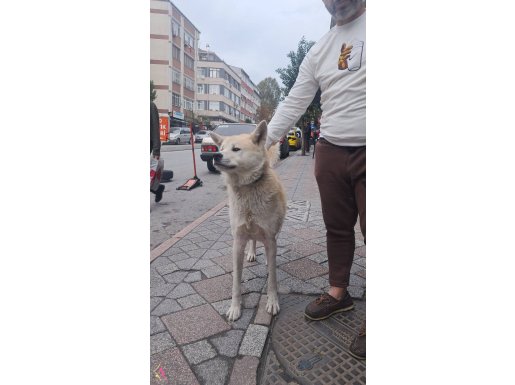 Ucretsiz sahiplendirme japon akita