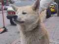 Ucretsiz sahiplendirme japon akita