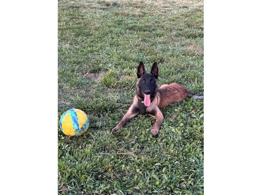 SAFKAN 5 AYLIK MALINOIS