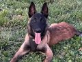 SAFKAN 5 AYLIK MALINOIS