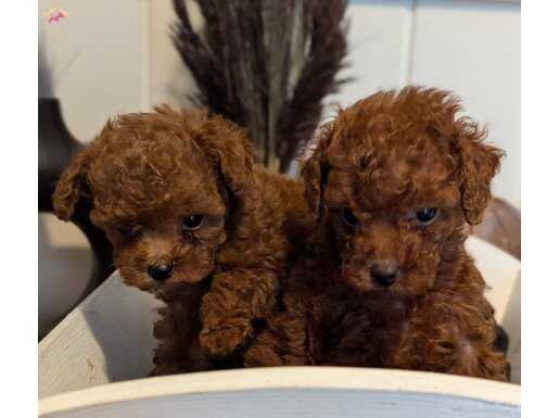 KORE KAN TOY POODLE ORJİNAL BEBEKLER
