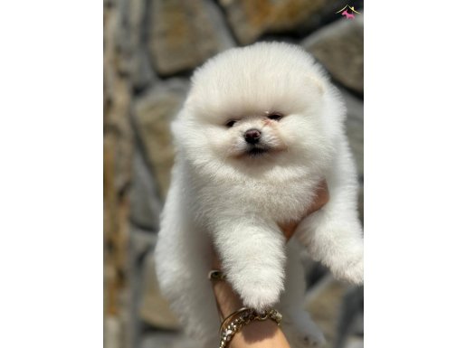 SHOW CLASS POMERANİAN BOO BRBEKLER