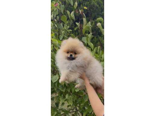 SHOW CLASS TEDDY BEAR KIZIMIZ