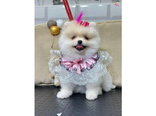 TEDDY BEAR KIZIMIZ POMERANİAN BOO 