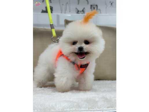 KORE POMERANİAN BOO YAVRULAR