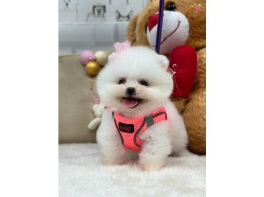 SAFKAN AYI SURAT BOO YAVRULAR