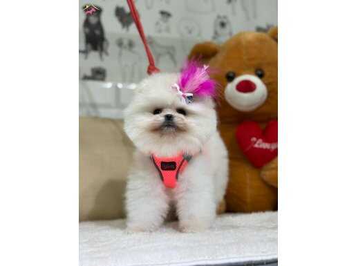 SECERELİ POMERANİAN BOO YAVRULAR