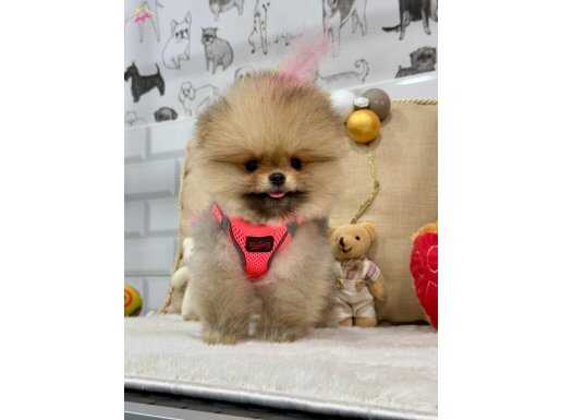 ORJİNAL TEDDY BEAR TAYLAND POMERANİAN BOO 