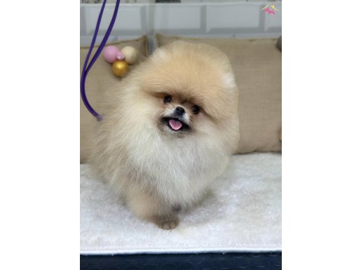 SHOW CLASS ÜST DÜZEY KIZIMIZ