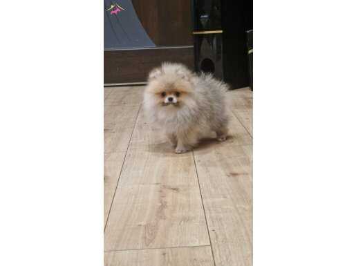 UKRAYNADAN İTHAL SECERELİ KIZIMIZ 