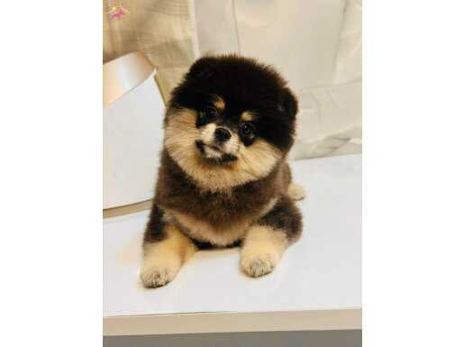 BLACK AND TAN GÜZELLİĞİ ÖZEL RENK BOO