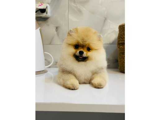 ORANGE SABLE SAFKAN AYI SURAT BOO