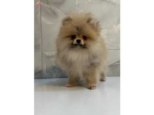 UKRAYNA GİRİŞLİ BABY FACE TEACUP  KIZIMIZ