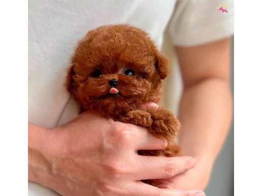 TEACUP ORJİNAL KORE YAVRULAR