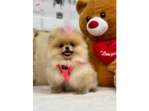 SAFKAN AYI SURAT BEBEKLER