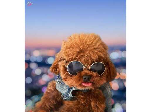 RED BROWN ORJİNAL KORE TOY POODLE YAVRULAR