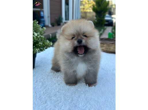 AYI SURAT ÜST DÜZEY OĞLUMUZ