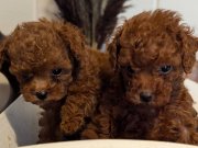 KORE KAN TOY POODLE ORJİNAL BEBEKLER