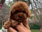 KORE TOY POODLE BEBEKLER