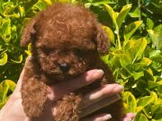 SAFKAN TEACUP POODLE YAVRULAR RED BROWN