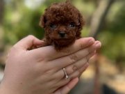 GERÇEK KORE TOY POODLE