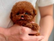 TEACUP ORJİNAL KORE YAVRULAR