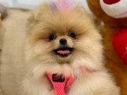 SAFKAN AYI SURAT BEBEKLER