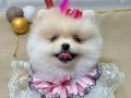 TEDDY BEAR KIZIMIZ POMERANİAN BOO 