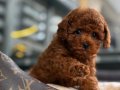 KORE TOY POODLE BEBEKLER RED BROWN