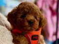 KORE POODLE REDBROWN