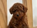 KORE TOY POODLE RED BROWN 
