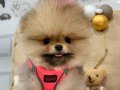 ORJİNAL TEDDY BEAR TAYLAND POMERANİAN BOO 