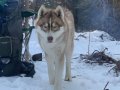 Safkan Husky
