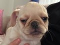 Eğitimli A kalite Nadir Renk Pug  ve siyah