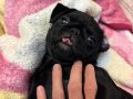 Orjinal Kadife 0 burun Gul kuyruk Kaliteli Pug Yavrularim