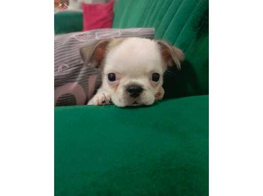 Acil 3 aylık aşıları var 