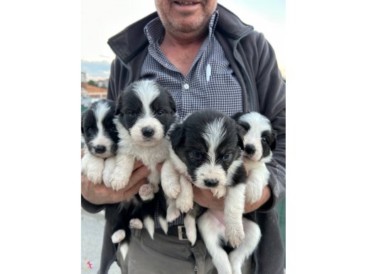30 günlük border collie yavru 
