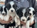 30 günlük border collie yavru 