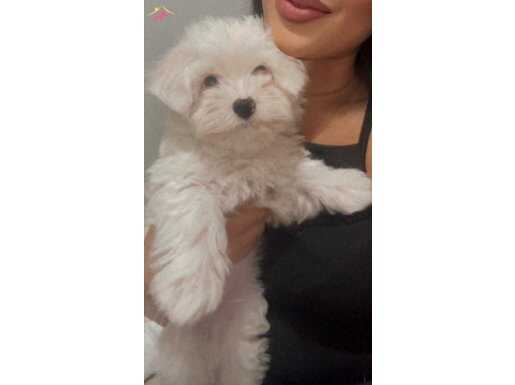 0 NUMARA MALTESE TERRİER