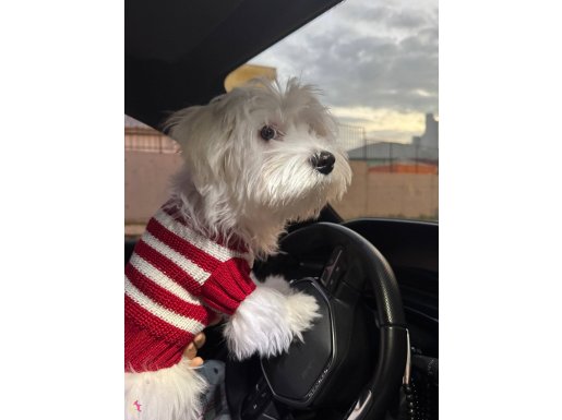 Maltese terrier 6 aylık pasaportlu chipli