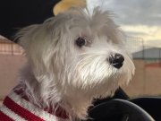 Maltese terrier 6 aylık pasaportlu chipli