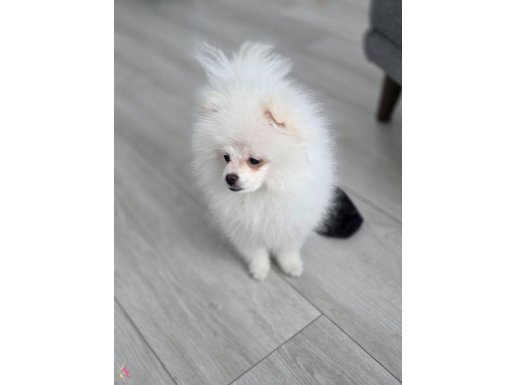 4 AYLIK POMERANİAN BOO ERKEK 