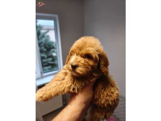 Çok iyi teddy surat f1b 