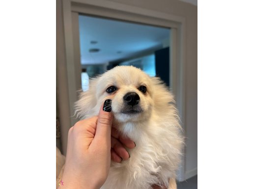 Pomeranian Erkek Yavru-Sevecen, Tuvalet eğitimli