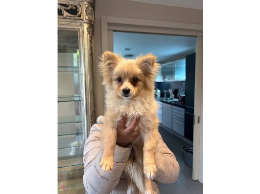 Pomeranian Erkek Yavru-Sevecen, Tuvalet Egitimli