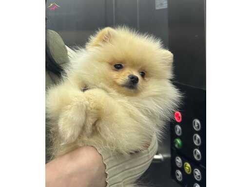 10 aylık erkek pomerianımız